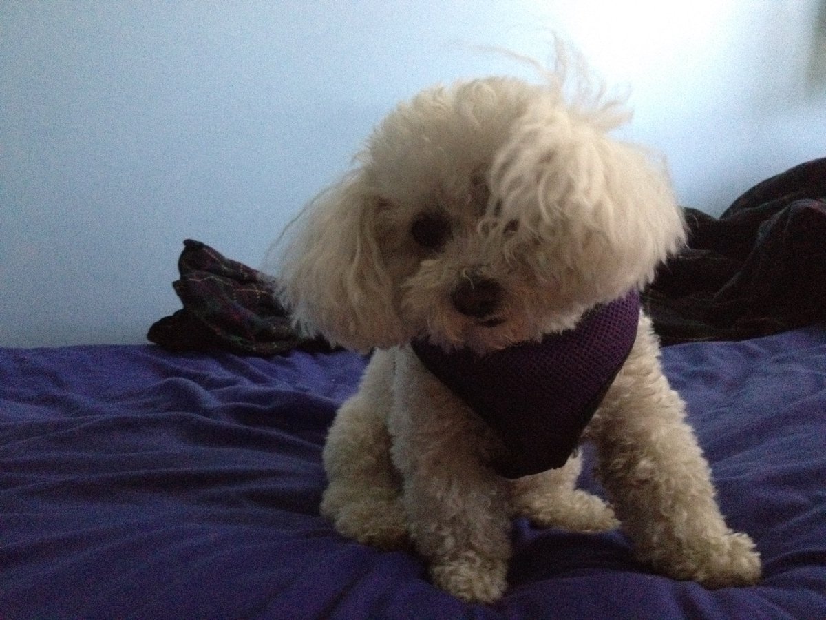 TeamAmerica 🇺🇸 tweet media