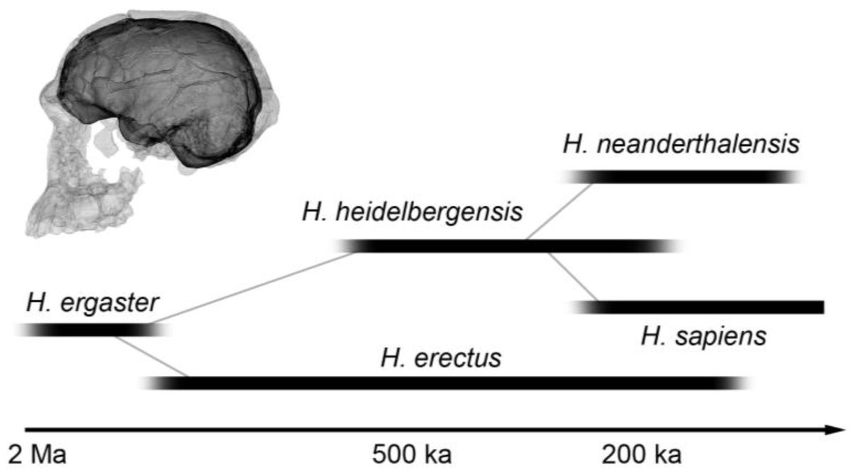 JIntell_MDPI's tweet image. Emiliano Bruner: &quot;Cognitive Archeology and the Attentional System: An Evolutionary Mismatch for the Genus Homo&quot;

#HumanEvolution #CognitiveEvolution

Read the paper here: doi.org/10.3390/jintel…