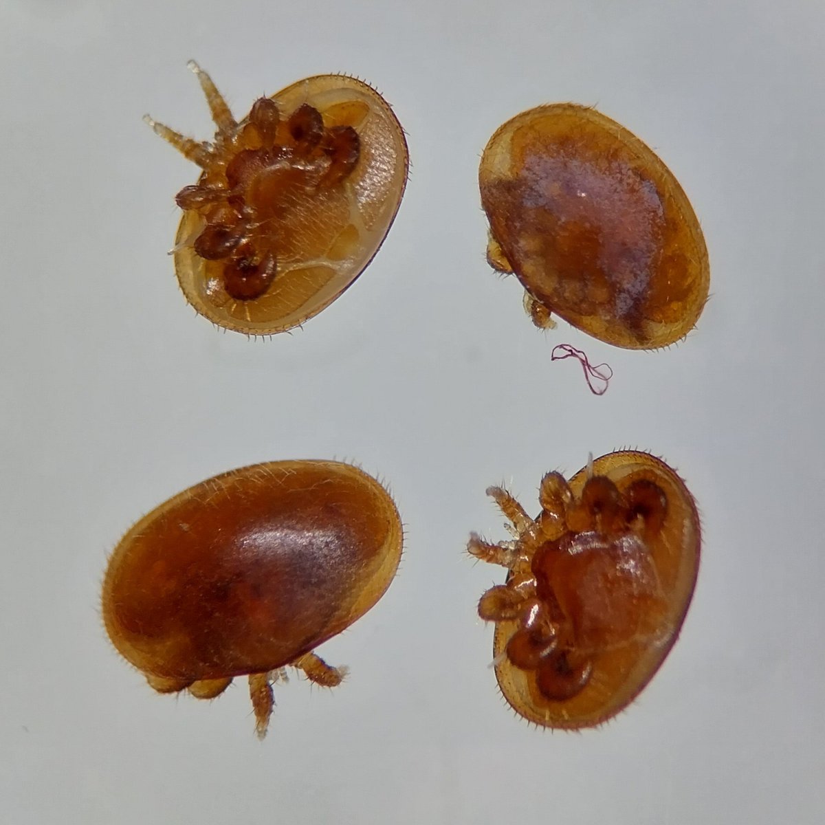 New paper alert📢:

We measured virus loads and prevalence in #honeybees, beyond and behind the invasion front of #Varroa mites, vector of viruses, over 3 continents. 

This was possible as remote islands and valleys remained mite-free for years... Results ? (1/3)