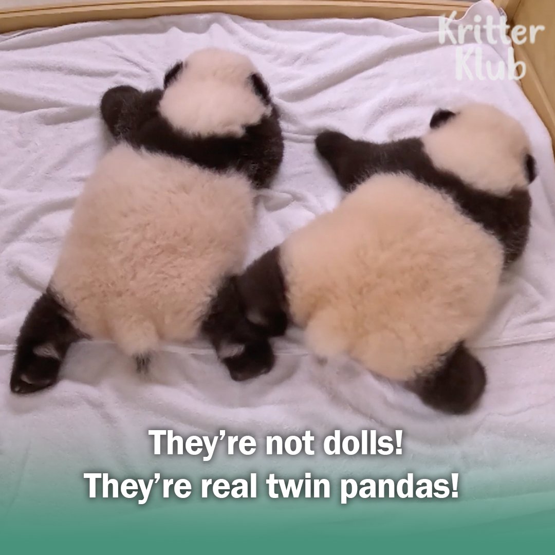 Kritter_Klub's tweet photo. Twin Pandas Finally Got The Names! #kritterklub     

Full Video👉 https://t.co/aOe5sWQrKn

Follow @Kritter_Klub  to brighten up your feed with daily animal videos📷 

#animalvideos #animallover #animal #panda #pandavideo https://t.co/RJ1Jmq4Of9