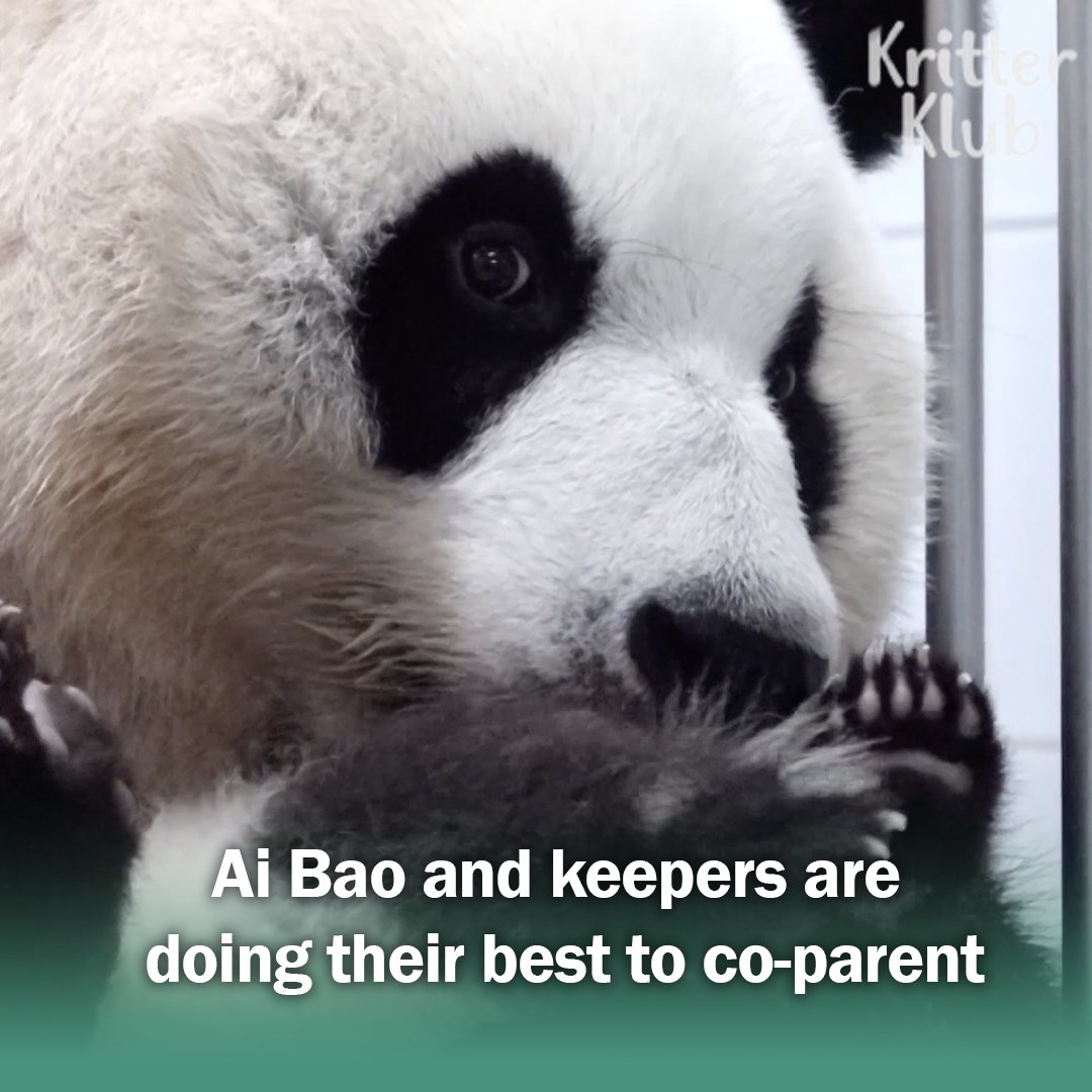 Kritter_Klub's tweet photo. Twin Pandas Finally Got The Names! #kritterklub     

Full Video👉 https://t.co/aOe5sWQrKn

Follow @Kritter_Klub  to brighten up your feed with daily animal videos📷 

#animalvideos #animallover #animal #panda #pandavideo https://t.co/RJ1Jmq4Of9