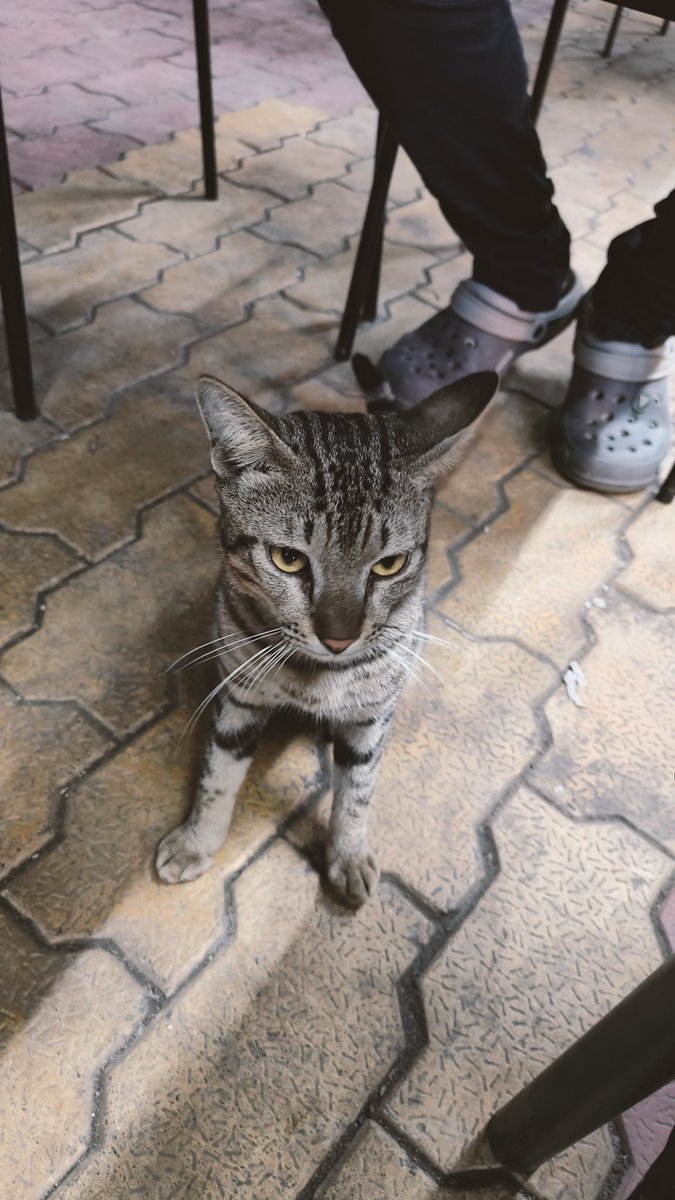 muthu_tara's tweet photo. This one who is usually an AH to me and ignores me, filled in when the orange went missing.
🔊 up for the video.
#cats #straycats #catsofchennai #animallove #furbabies #loml https://t.co/aZ1p69198h