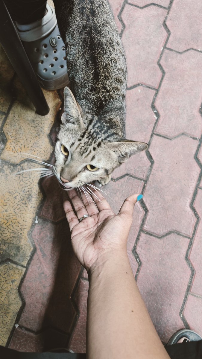 muthu_tara's tweet photo. This one who is usually an AH to me and ignores me, filled in when the orange went missing.
🔊 up for the video.
#cats #straycats #catsofchennai #animallove #furbabies #loml https://t.co/aZ1p69198h