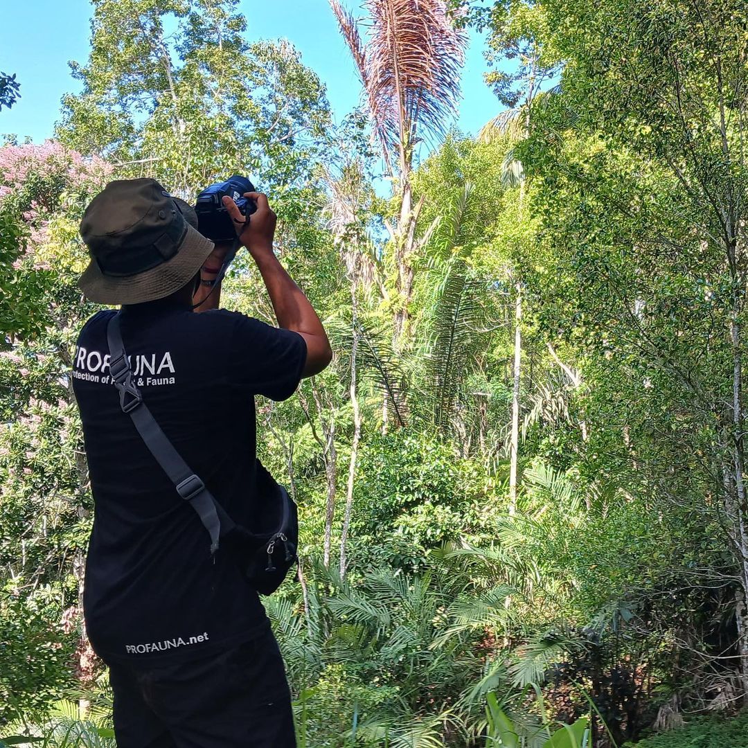 ProFauna's tweet image. Tim Profauna menyaksikan keindahan alam Desa Pedawa dengan melakukan pengamatan burung di belakang rumah adat dan sekitar sumber mata air Muncus. Apakah kamu pernah merasakan keasyikan melakukan pengamatan burung?
