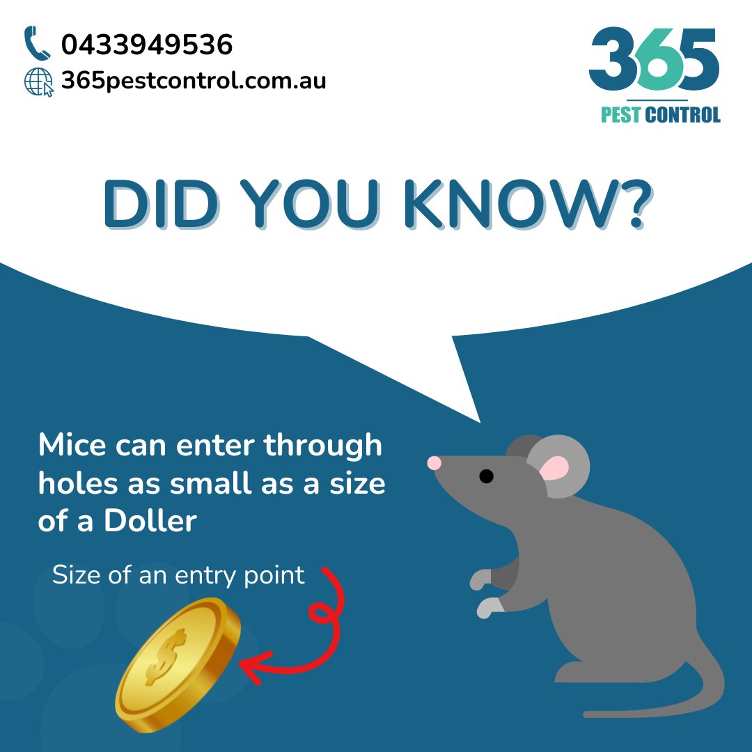 Book your Pest control services in on 365 pest control.

Call us today @ 0433949536

Visit us: 365pestcontrol.com.au

#pestcontrol #pestcontrolservice #pest #pointcookpestcontrol #pets #antpestcontrol #antcontrol #bugs #ant #termite #covid #rayap #exterminator #rats