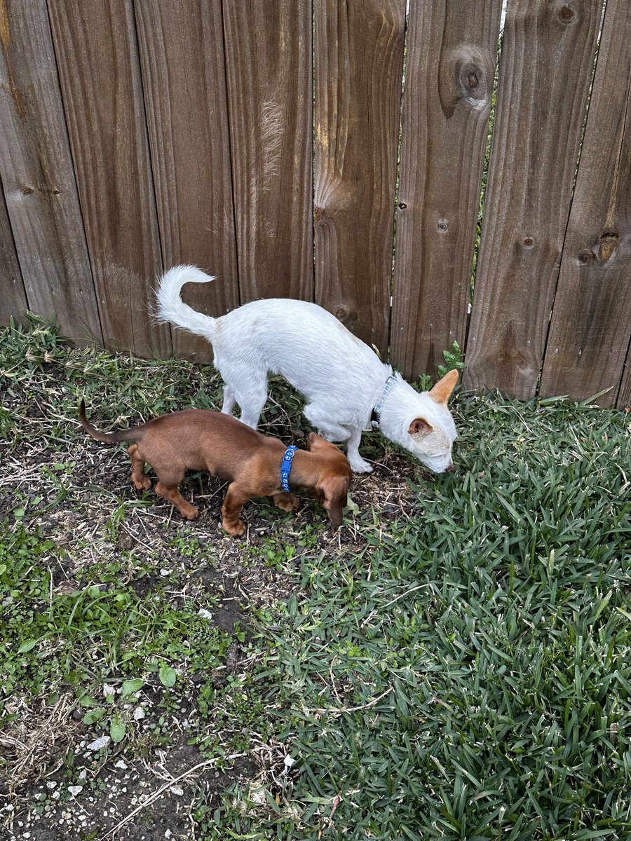 KPlessala's tweet photo. I am tired, but my heart is full❤️ week 3 of raising a puppy, 
&amp; lord jesus am i TIRED😂 
But i am surrounded by so much love🥺 https://t.co/SLaJPf5F1N