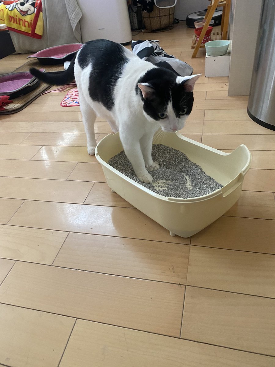 torachan2013's tweet photo. #キレイナビ 様より応募し、#エバークリーン 様の猫砂モニターに参加しました。荷物を開けた瞬間から興味津々で試しに小さめトイレに入れた所早速使いそうな雰囲気。その後いつものトイレに砂を移したところすぐに使っていました！かなり前から有名なロングセラー猫砂だけあるなぁと感じました。 https://t.co/7898K4p2rP