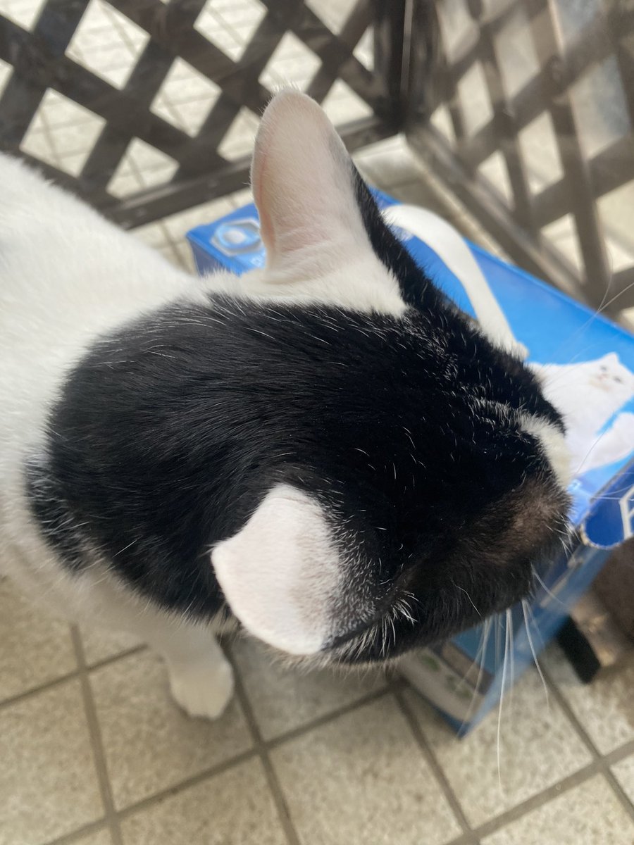 torachan2013's tweet photo. #キレイナビ 様より応募し、#エバークリーン 様の猫砂モニターに参加しました。荷物を開けた瞬間から興味津々で試しに小さめトイレに入れた所早速使いそうな雰囲気。その後いつものトイレに砂を移したところすぐに使っていました！かなり前から有名なロングセラー猫砂だけあるなぁと感じました。 https://t.co/7898K4p2rP