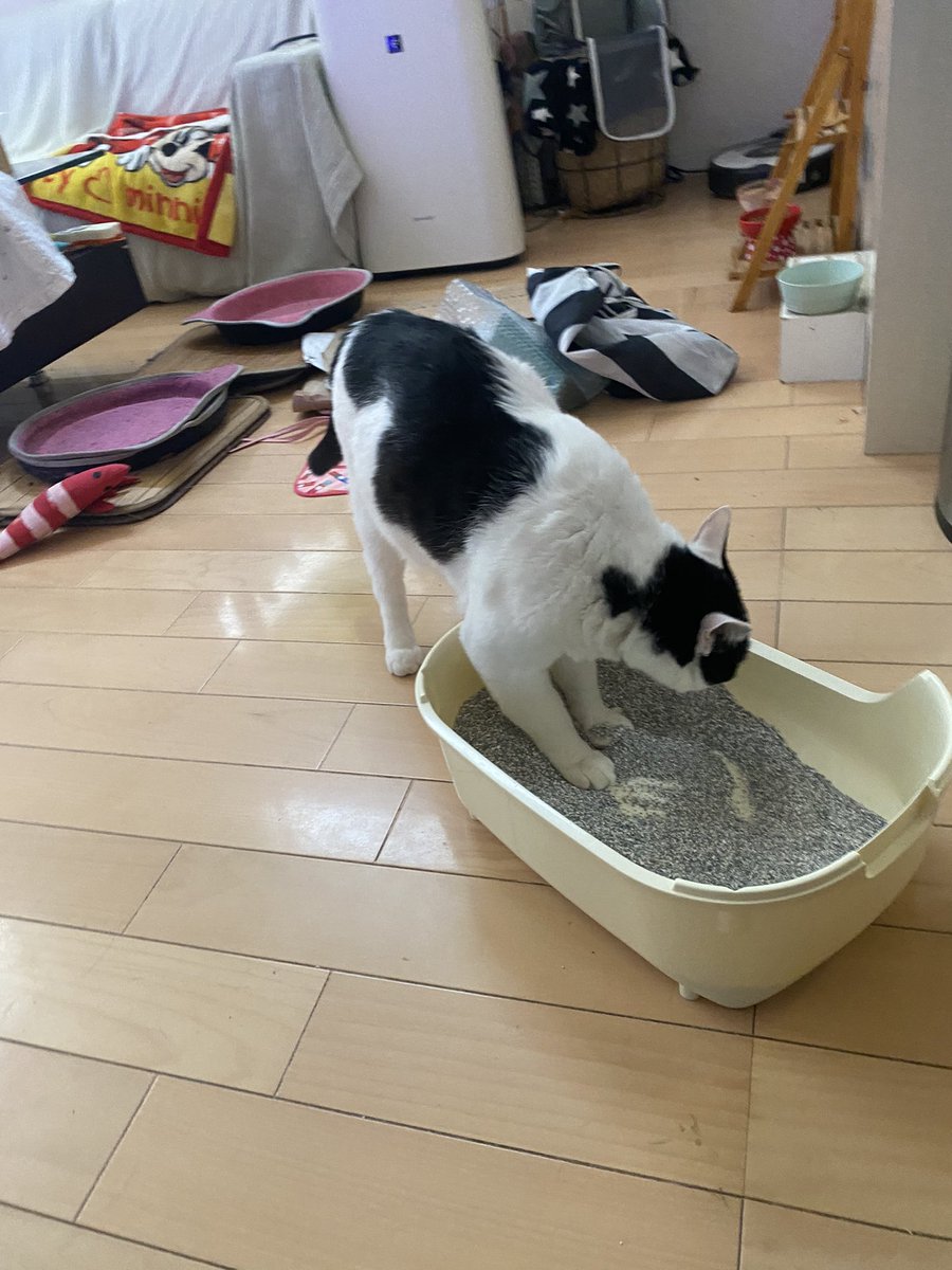 torachan2013's tweet photo. #キレイナビ 様より応募し、#エバークリーン 様の猫砂モニターに参加しました。荷物を開けた瞬間から興味津々で試しに小さめトイレに入れた所早速使いそうな雰囲気。その後いつものトイレに砂を移したところすぐに使っていました！かなり前から有名なロングセラー猫砂だけあるなぁと感じました。 https://t.co/7898K4p2rP