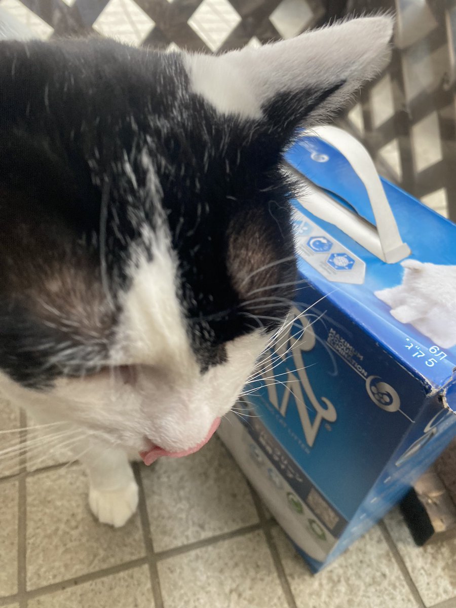 torachan2013's tweet photo. #キレイナビ 様より応募し、#エバークリーン 様の猫砂モニターに参加しました。荷物を開けた瞬間から興味津々で試しに小さめトイレに入れた所早速使いそうな雰囲気。その後いつものトイレに砂を移したところすぐに使っていました！かなり前から有名なロングセラー猫砂だけあるなぁと感じました。 https://t.co/7898K4p2rP