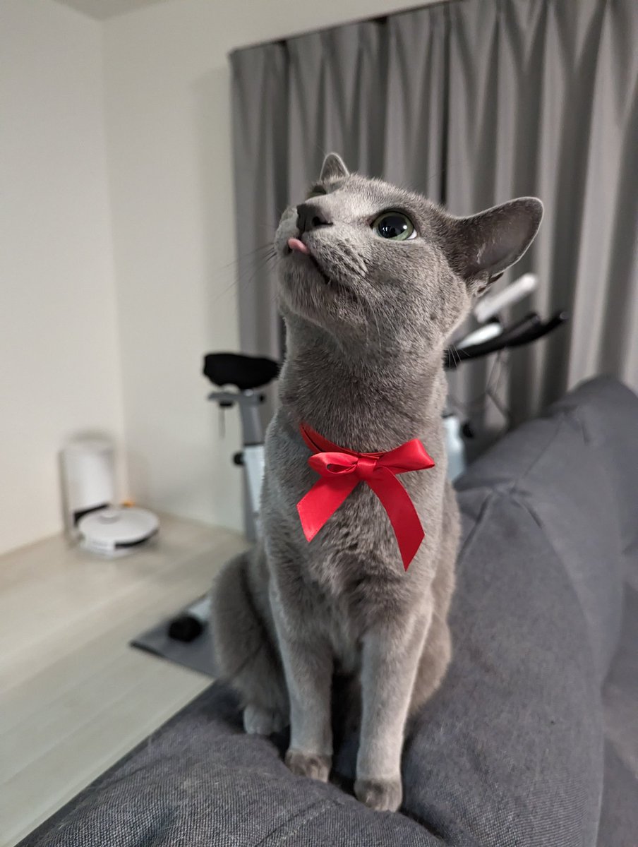 NicolFlugel's tweet photo. 我が家のあざとい猫です
#ういに動物みせろ https://t.co/TaOq0poDT9