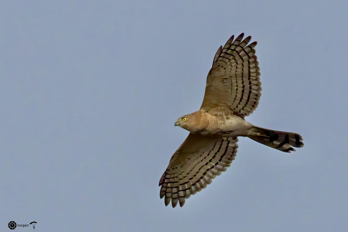 Eurasian Sparrowhawk (Accipiter nisus), aka Northern Sparrowhawk बाशा (मादा) और बशीन (नर) #IndiAves #Birds #NaturePhotography #birdwatching #birdphotography #BBCWildlifePOTD #BirdsSeenIn2024 @Bhrigzz