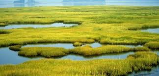 prue_ml's tweet photo. A wetland acts like a sponge which absorbs water and then recharges underground water so that the water table remains high. Construction on wetlands disrupts this process. #climatechangeisreal #wednesdaynuggets #saveEarth https://t.co/79jFQkf7Mj