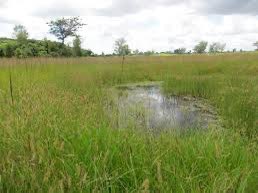 prue_ml's tweet photo. A wetland acts like a sponge which absorbs water and then recharges underground water so that the water table remains high. Construction on wetlands disrupts this process. #climatechangeisreal #wednesdaynuggets #saveEarth https://t.co/79jFQkf7Mj
