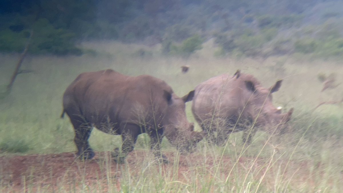 MKayisire's tweet photo. D-7: #AkageraNationalPark most successful game drive 🤯🤯, great learning experience for the 👧🏽👧🏽 & parents 😊. 1st time seeing the white 🦏 🦏, close encounter with 🐘 🐘 & the magestic #Mukecuru, the oldest matriarch 🐘 of the parc, thanks to experienced guide Emmanuel 🙏🏾🙏🏾 https://t.co/QzJCyttkBG