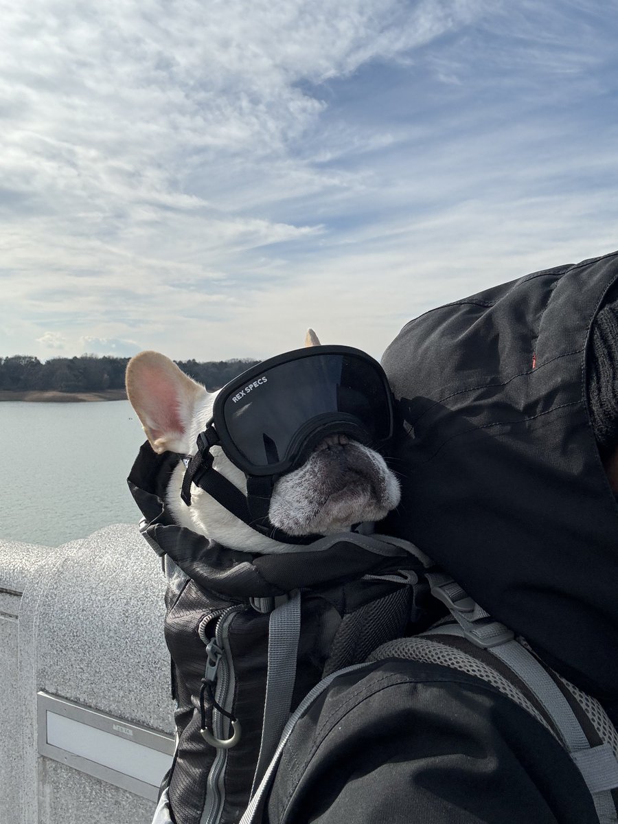 BiztheFrenchie's tweet photo. あったかい‼️🚴‍♂️🐖〜
#rexspecs https://t.co/qnErvr9F5e