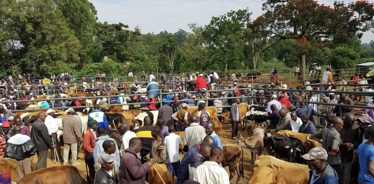 Zoonoses & EID (@zoonoticdisease) on Twitter photo New this week <a href="/FrontiersIn/">Frontiers</a>, collab with <a href="/uonbi/">University of Nairobi</a> <a href="/ILRI/">ILRI.org</a> <a href="/LivUni_IVES/">Inst of Infection Veterinary & Ecological Sciences</a> <a href="/sallybukachi1/">Prof. Salome Bukachi</a> <a href="/Majikham/">Majiwa Hamilton</a>
Knowledge, perceptions, and practices around #zoonotic diseases among actors in the #livestock trade in the Lake Victoria crescent ecosystem in East Africa
doi.org/10.3389/fpubh.… New this week <a href="/FrontiersIn/">Frontiers</a>, collab with <a href="/uonbi/">University of Nairobi</a> <a href="/ILRI/">ILRI.org</a> <a href="/LivUni_IVES/">Inst of Infection Veterinary & Ecological Sciences</a> <a href="/sallybukachi1/">Prof. Salome Bukachi</a> <a href="/Majikham/">Majiwa Hamilton</a>
Knowledge, perceptions, and practices around #zoonotic diseases among actors in the #livestock trade in the Lake Victoria crescent ecosystem in East Africa
doi.org/10.3389/fpubh.…