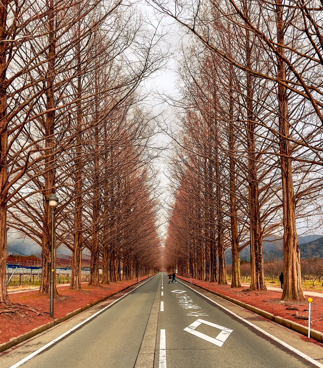 Japonya’nın en güzel yolunu buldum :) Yüzlerce su ladini (metasequoia?) ile kaplı bu 2.5 km’lik yolda yürümek veya arabayla geçmek çok keyifli.