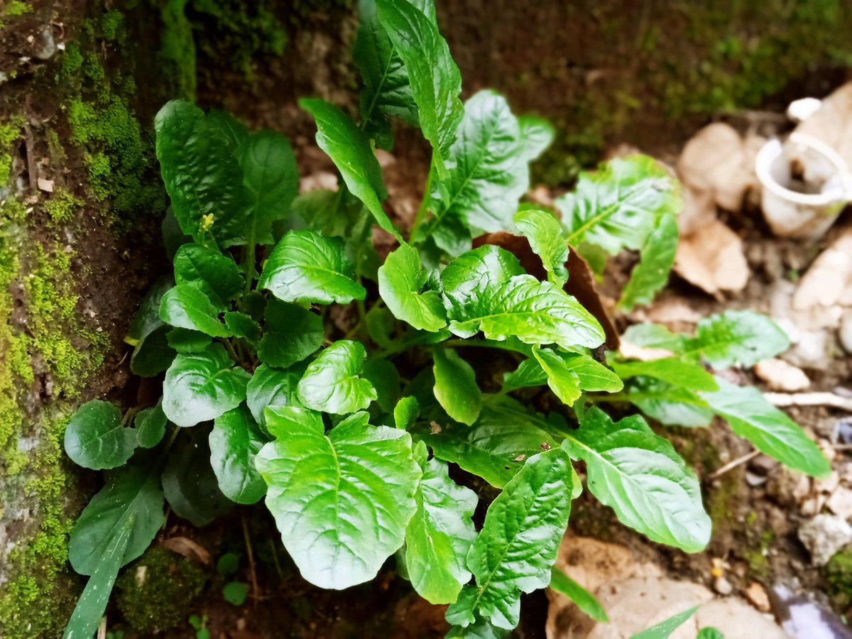 MarcoCaez's tweet photo. Bien verde
#Fotos #fotografía #NaturePhotography #airelibre #Vida #libertad #nada :) https://t.co/pwazAjkAYz