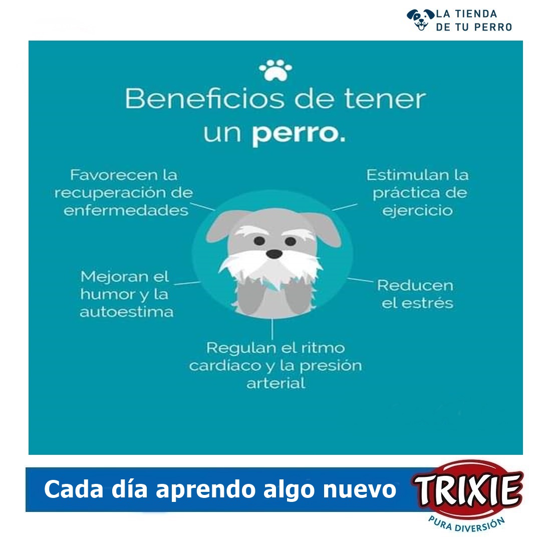 Nuestroperro's tweet photo. ¡Descubre los increíbles beneficios de tener un perro en tu vida! 
¿Sabías que tener un peludo amigo puede ser una verdadera bendición para tu salud y bienestar? https://t.co/xMXw33yMgA