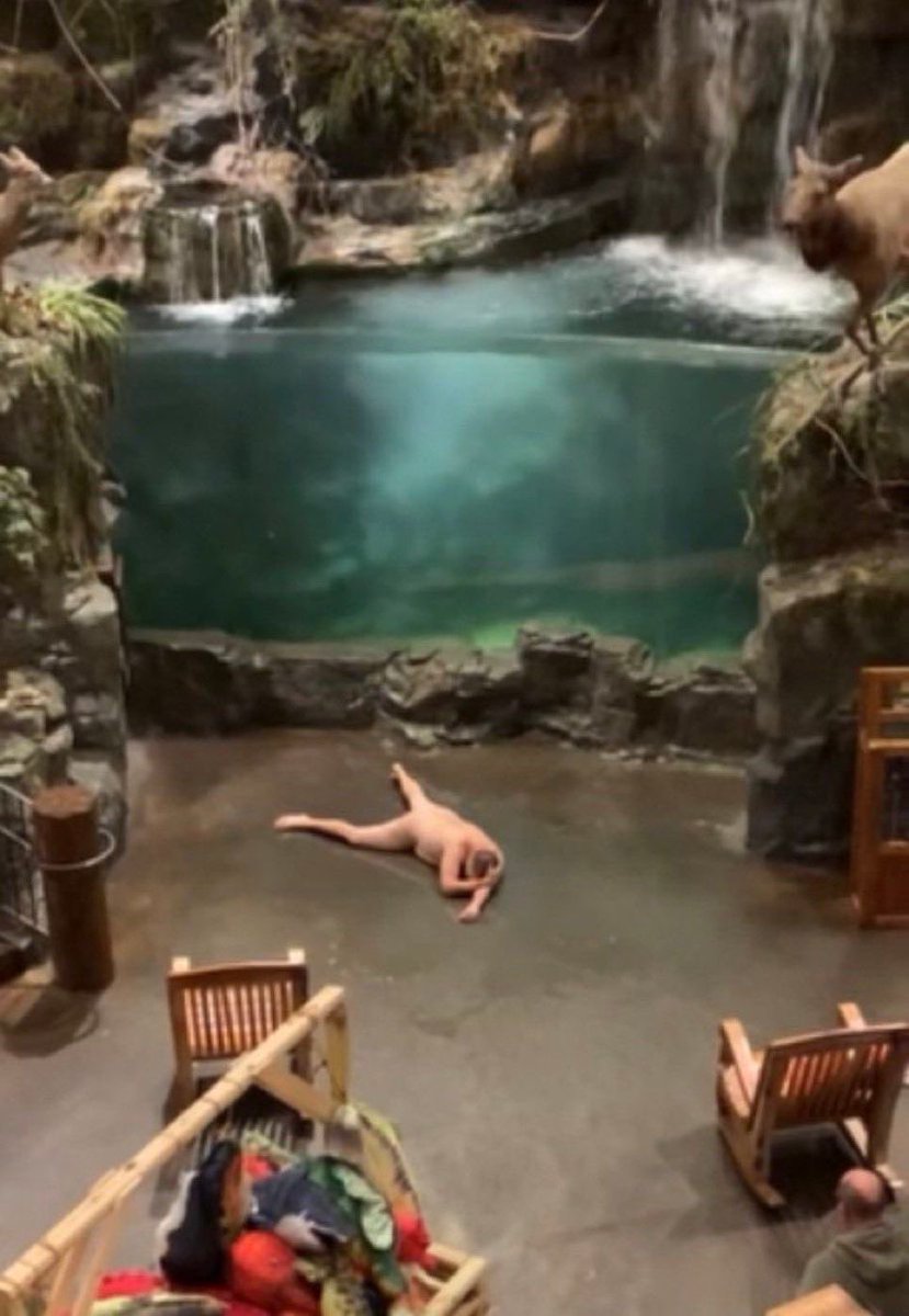 CaveBrendan's tweet photo. Betta fish when you leave the tank uncovered https://t.co/NmVve6QmLd