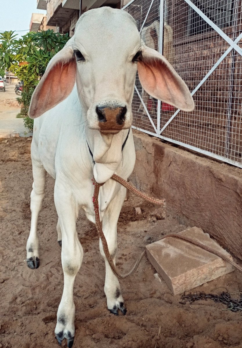 मैने मिट्टी नही खाई मैया 🤭...