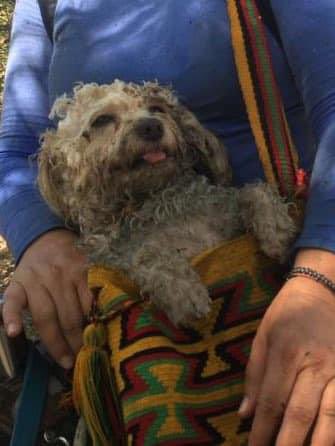 DiloConPerritos's tweet photo. Carrera universitaria / Vida laboral https://t.co/cf1ordzmpp