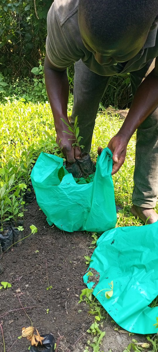 RuboniVillage's tweet photo. This week, we delivered 10000 trees of five different species. They are being planted on the southern foothills of Rwenzori mountains. 

#RuboniVillage https://t.co/HGvZhHyUYW