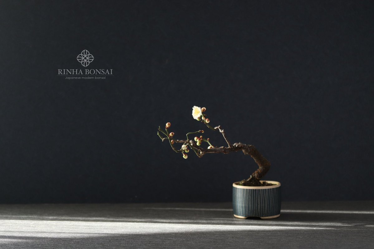 rinhabonsai's tweet photo. 梅の香りをきく

#雲竜梅
#雲竜梅盆栽
#梅盆栽
#plumbonsai
#bonsai
#盆栽
#盆栽のある暮らし https://t.co/tMX9diwqpM