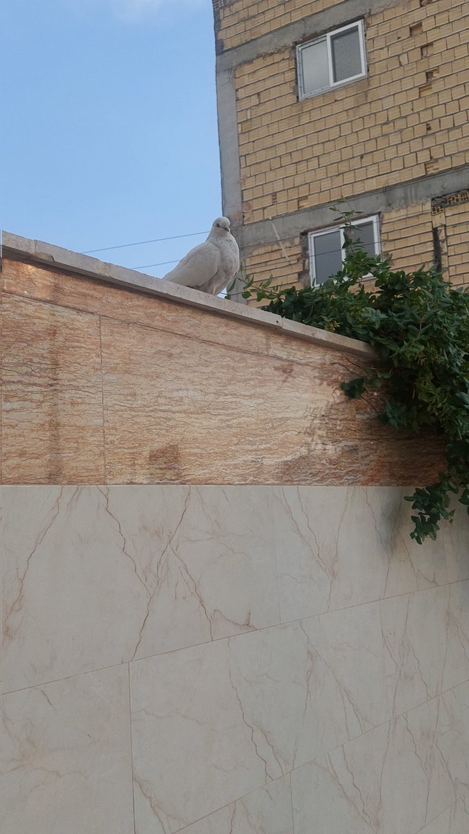 bftm66's tweet photo. @SadLittleFairy3 چند ماه بعد از فوت خواهرزادم ی کبوتر اومد تو حیاط خونمون بهش آب و دون دادیم،مادر گفت از طرف علیمون اومده❤️‍🩹 و تقریبا ی تسکین شد واسه قلب داغدار مادرم. و هرروز میاد و اگر نیاد نگرانش میشیم https://t.co/ur4fi2NSel