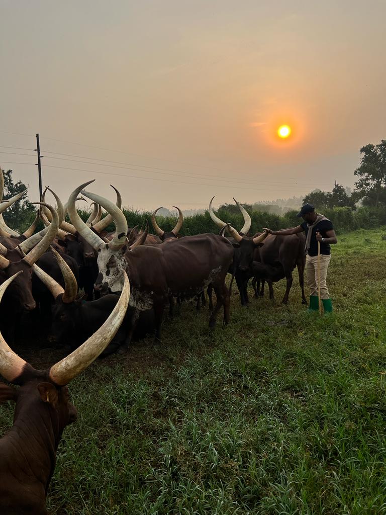 emburara's tweet photo. Good Morning My Neighbors. The tranquility of this moment is truly awe-inspiring. Birds chirp joyfully adding a melodic soundtrack to this picturesque scene
๐ง reservations@emburarafarmlodge.com
โ๏ธ +256776210872 | +256776200080
๐ https://t.co/ozdbugErif
#lifeatthefarm #emburara https://t.co/CCLriWwu83