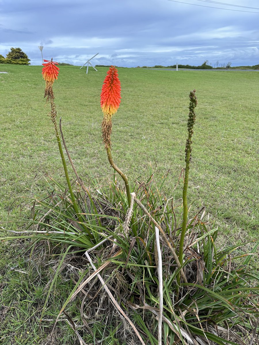 newietraveller's tweet photo. Asking Twitter/X..
Can anyone identify this plant?
It was seen growing in open grassland near creek & ocean beach at Dalmeny on NSW South Coast #askingtwitter #askingX #plants #wildflowers #identify https://t.co/ZakXn5faHi