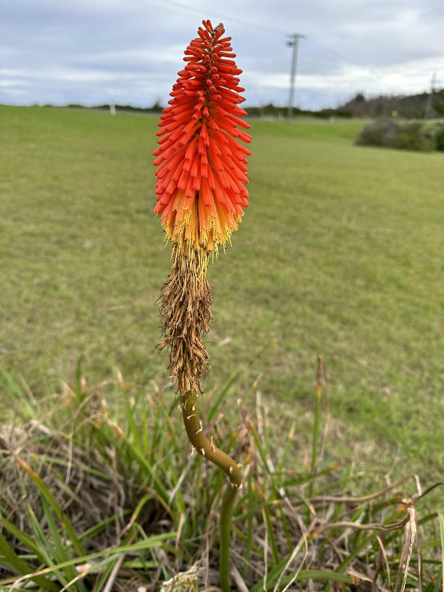 newietraveller's tweet photo. Asking Twitter/X..
Can anyone identify this plant?
It was seen growing in open grassland near creek & ocean beach at Dalmeny on NSW South Coast #askingtwitter #askingX #plants #wildflowers #identify https://t.co/ZakXn5faHi
