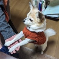 【公式】アニコム | ペット保険（だけじゃない） tweet media