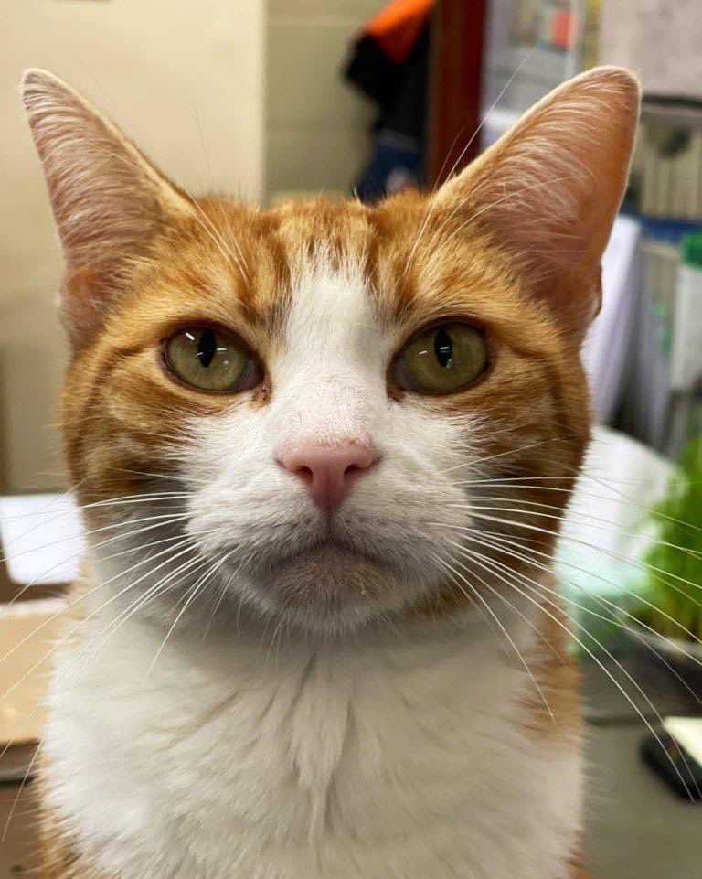 Good morning &amp; welcome to Whiskers Wednesday 

You are never alone, even on your loneliest day. 

I'm always here, cheering you on.

#cats #cats #Cat #CatsOnTwitter #CatsOfTwitter