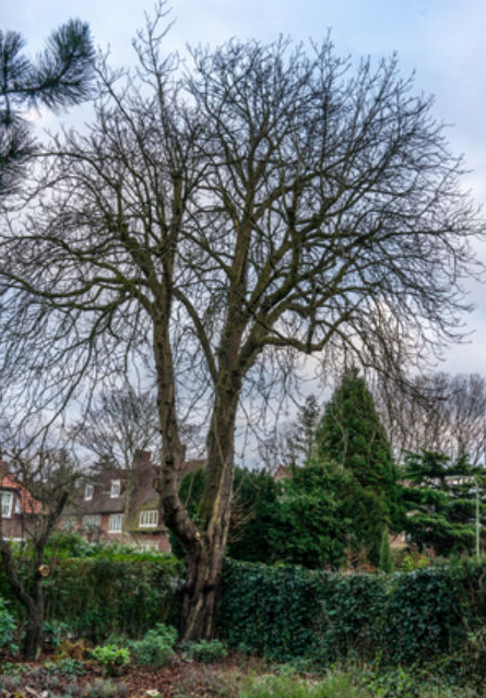 MaartenvanAtten's tweet photo. #Bomen, #Boomsilhouet. Veel bomen maken laag één zware zijarm die dan meestal 1/3 tot een halve kroon draagt. #Aesculus #Aesculus_hippocastanum. https://t.co/fRMzpRKFJ5