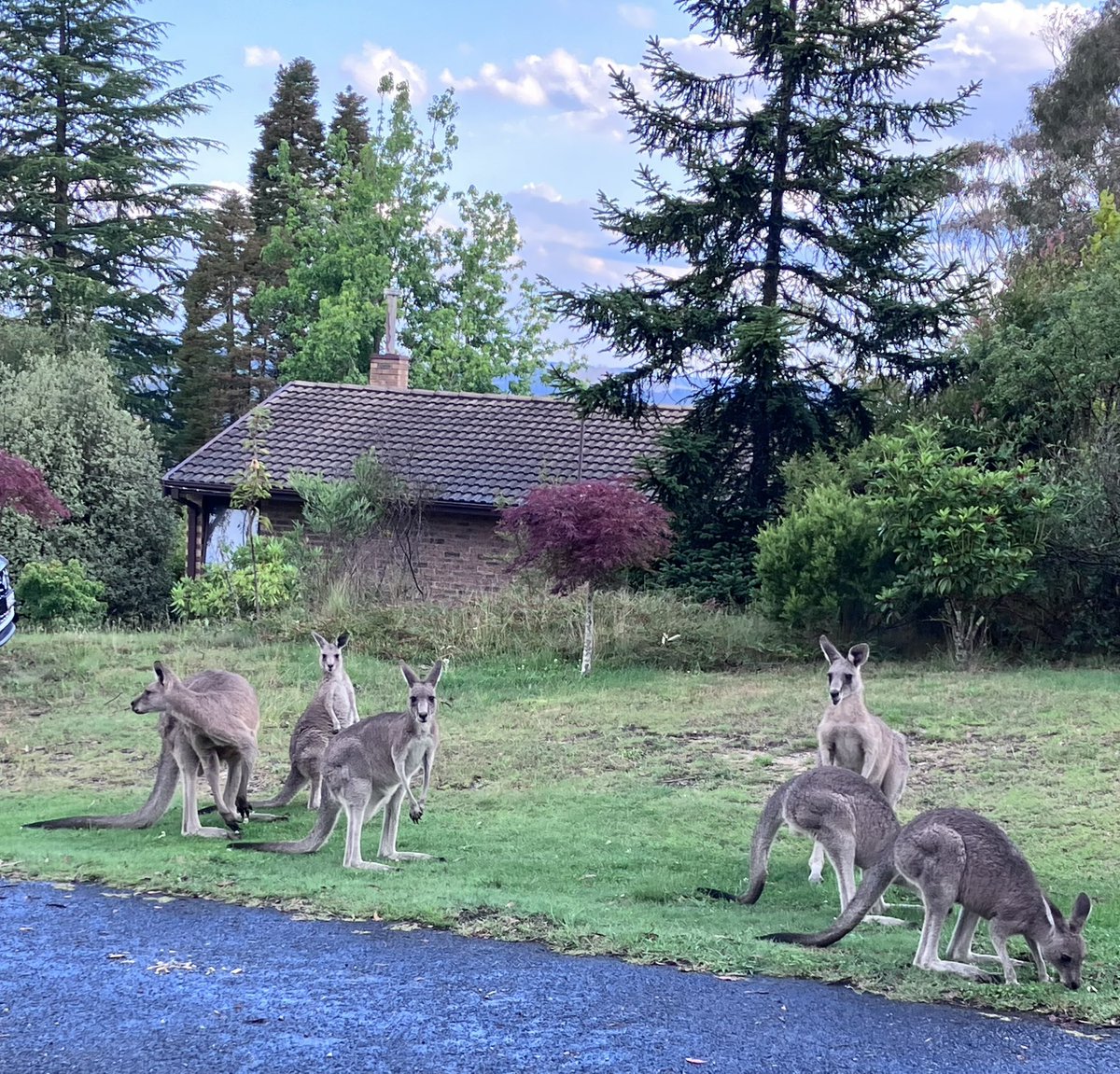 SandmanGrant's tweet photo. Can anyone beat six kangaroos right outside their #CMSSummer accommodation? https://t.co/6C6ypc744e