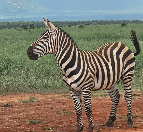 Tawi____'s tweet photo. Get lost in the untamed beauty of Tsavo East National Park!

Nature's masterpiece unfolds at every turn, where the wild roams free and the landscapes paint a captivating story

📸KWS Tsavo East National Park

Get lost with us;
📲 +254 792 380 745 | 📧 tours@tawi.co.ke 
#WhatsApp https://t.co/xozm2GOlBv