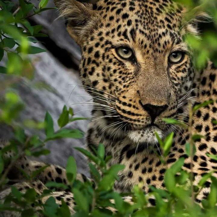 Tawi____'s tweet photo. Get lost in the untamed beauty of Tsavo East National Park!

Nature's masterpiece unfolds at every turn, where the wild roams free and the landscapes paint a captivating story

📸KWS Tsavo East National Park

Get lost with us;
📲 +254 792 380 745 | 📧 tours@tawi.co.ke 
#WhatsApp https://t.co/xozm2GOlBv