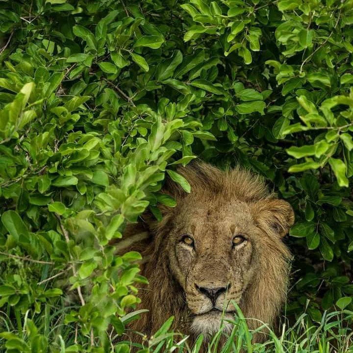 Tawi____'s tweet photo. Get lost in the untamed beauty of Tsavo East National Park!

Nature's masterpiece unfolds at every turn, where the wild roams free and the landscapes paint a captivating story

📸KWS Tsavo East National Park

Get lost with us;
📲 +254 792 380 745 | 📧 tours@tawi.co.ke 
#WhatsApp https://t.co/xozm2GOlBv