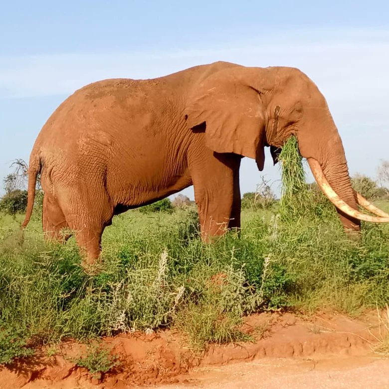 Tawi____'s tweet photo. Get lost in the untamed beauty of Tsavo East National Park!

Nature's masterpiece unfolds at every turn, where the wild roams free and the landscapes paint a captivating story

📸KWS Tsavo East National Park

Get lost with us;
📲 +254 792 380 745 | 📧 tours@tawi.co.ke 
#WhatsApp https://t.co/xozm2GOlBv