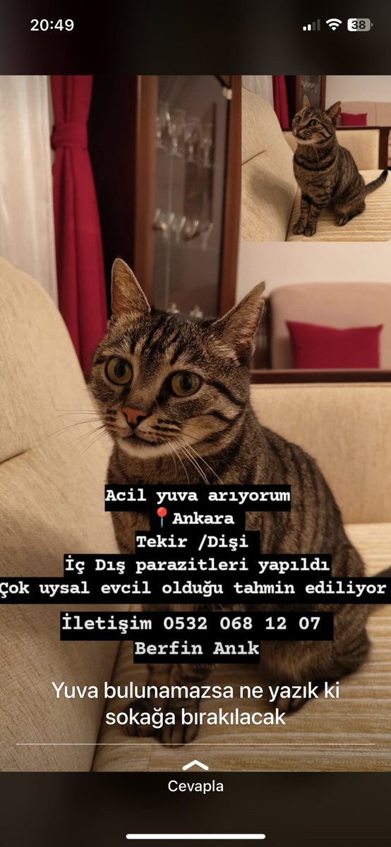 Bu çocuğa Ankara’da çok acil yuva aranıyor, zaman kısıtlı. Ankara’da naklini bir şekilde sağlarız, üstüne bir de size kek yaparım, lütfen her yerde paylaşın, alıntılayın. Sevgi delisi ve muhtemelen önceden evde bakılmış bir can. #ankarayuva <a href="/MelekMosso/">Melek Mosso</a> <a href="/HaytapOfficial/">Semtiemt</a> <a href="/ahbap/">Ahbap</a>