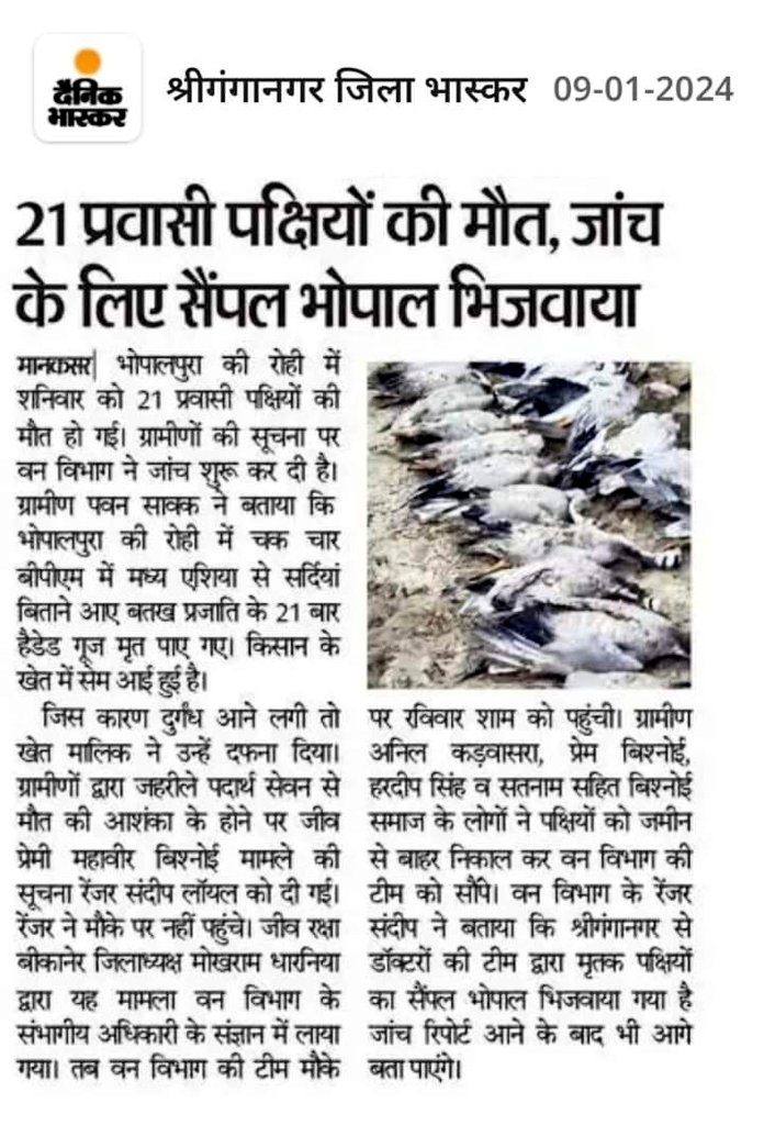 sumitdookia's tweet image. A news of #Concern, 21 Bar-headed Goose found dead in a water body in Bhopalpura, Sri Ganganagar, Rajasthan. Samples taken and sent for finding possible cause of unnatural death. #H5N1 virus ? 
@WetlandsInt @FAOclimate @moefcc @ForestRajasthan
@wti_org_india @and_ecology