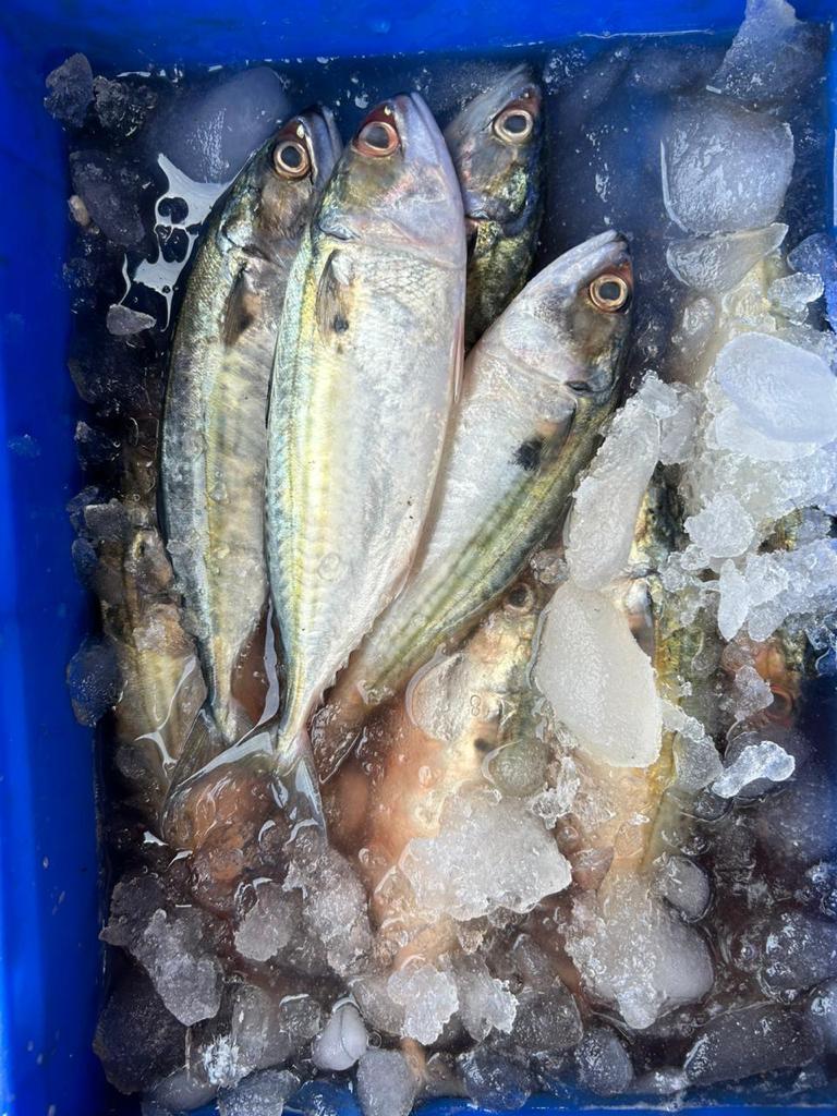 RahulB__007's tweet photo. Follow the Rita Fish Suppliers 🐟🦀 channel on WhatsApp: t9082625028  https://t.co/qdq1jfY4Wf
Free Delivery all over Mumbai and Navi Mumbai 

#ritafishsuppliera #BengaliFishes #SeaWaterFish #Surmai #Bangda #WorldHindiDay #AbhishekKumar #MunawarFaruqui #MannaraChopra #NewYear2024 https://t.co/kLMh6yNpQG