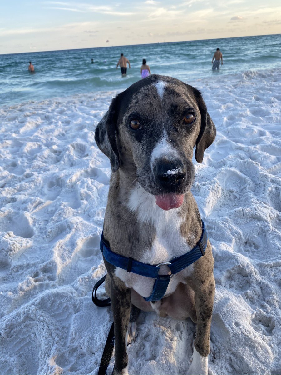 AMCApe1202's tweet photo. @MsAshBash420 Destin, Fl https://t.co/Emd0Lw1wKQ