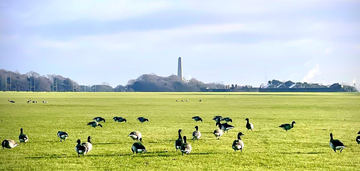 From the #Arctic 🐻‍❄️ to Acres rd, #BrentGeese arrive in @phoenixparkOPW each #winter, flying some 5000km ! The public are reminded to #keepdogsonleads 🐕‍🦺 to reduce disturbance while the birds are feeding in the park #LeaveTheGeeseInPeace @BirdWatchIE @Notice_Nature @IrishEnvNet