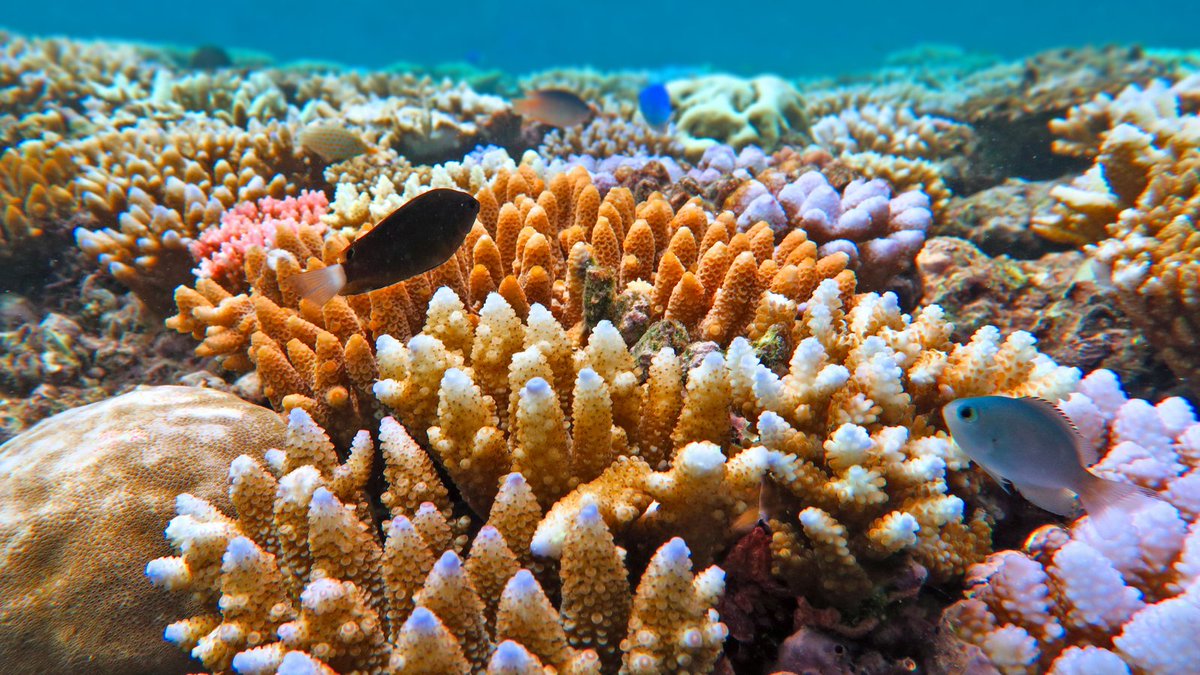 Queensland Science (@qldscience) on Twitter photo Discover the world of <a href="/Coral_Watch/">CoralWatch</a>, a #citizenscience initiative that educates the public about coral reefs and empowers individuals to monitor coral bleaching with the Coral Health Chart 📊 #qldscience Discover the world of <a href="/Coral_Watch/">CoralWatch</a>, a #citizenscience initiative that educates the public about coral reefs and empowers individuals to monitor coral bleaching with the Coral Health Chart 📊 #qldscience