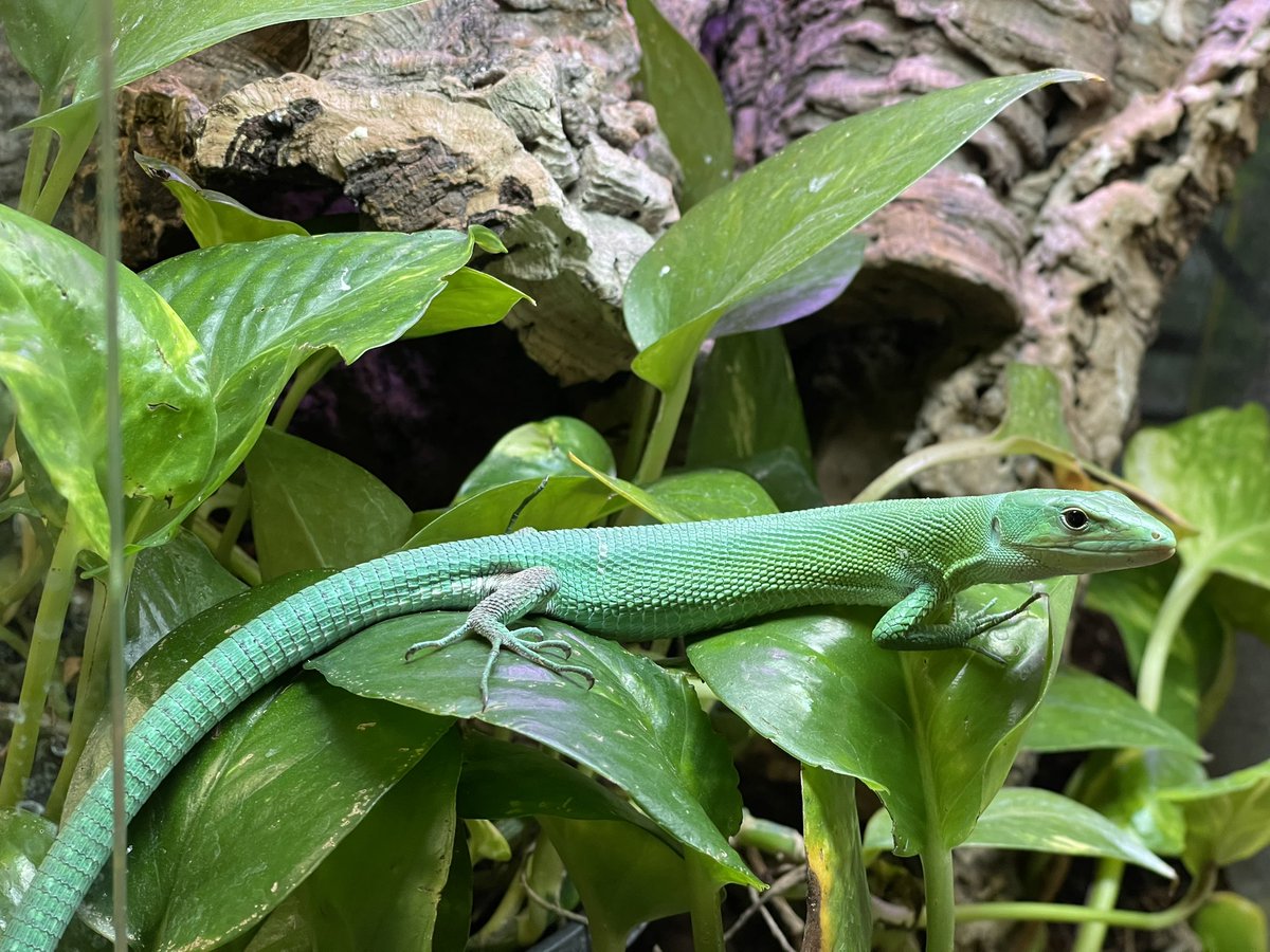LagoonReptiles's tweet photo. These are some of the coolest lizards I’ve ever been around. The Green keel-bellied lizard.
#GreenKeelBelliedLizard #Reptiles #Lizards #BlackLagoonReptiles https://t.co/NWqaALIr4g