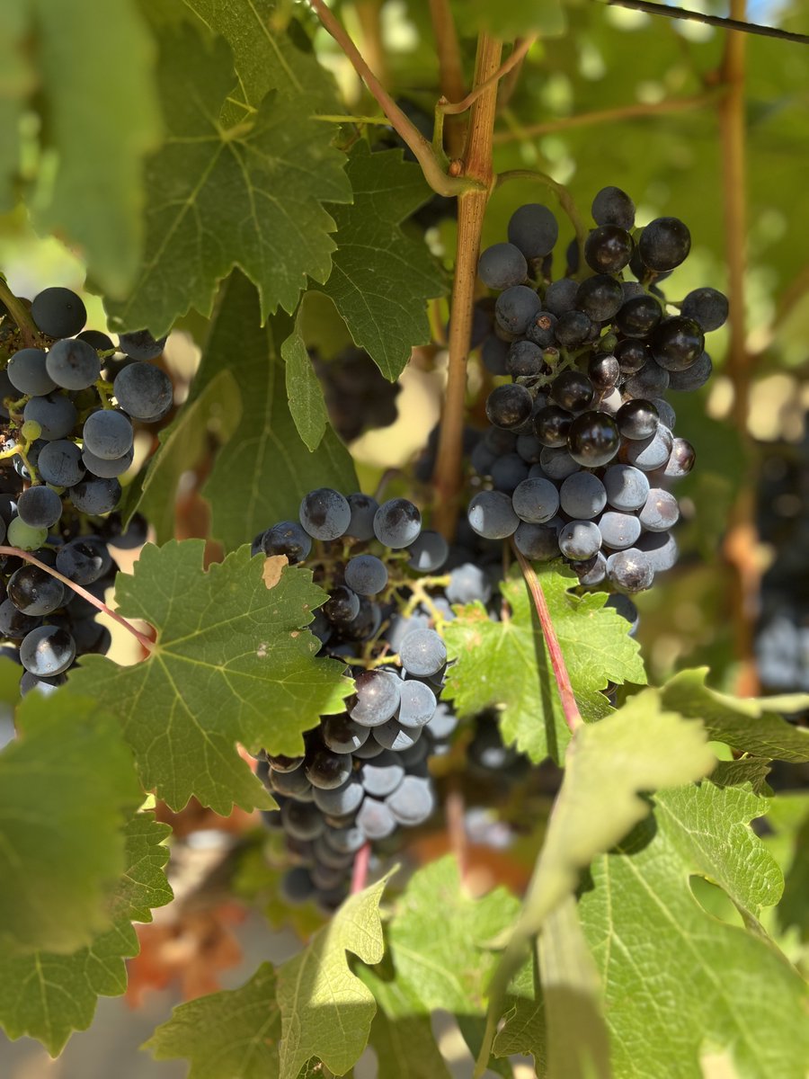 Last few checks before harvest is underway! Grapes are looking beautiful 🍇