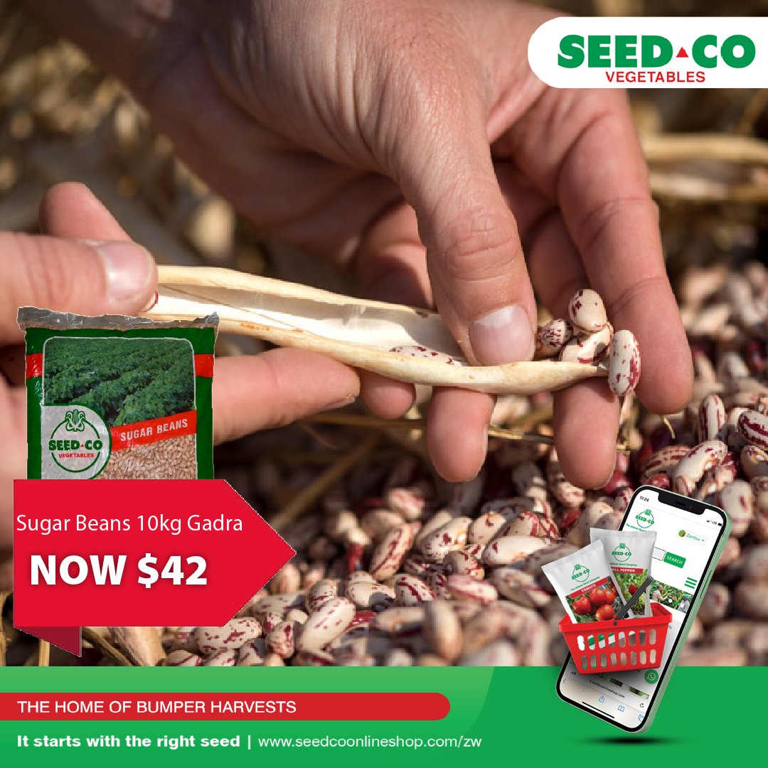 Seed Co Vegetables Zim tweet media